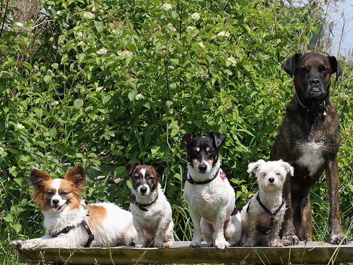 eine verträgliche Hundegruppe aus der Pension